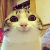 PawsAndWhiskers